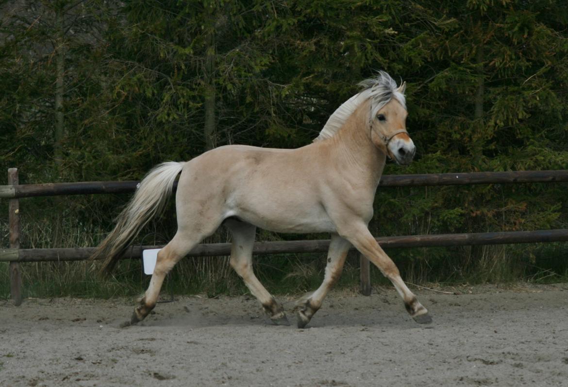 Fjordhest Mosegårdens ivanhoe billede 7