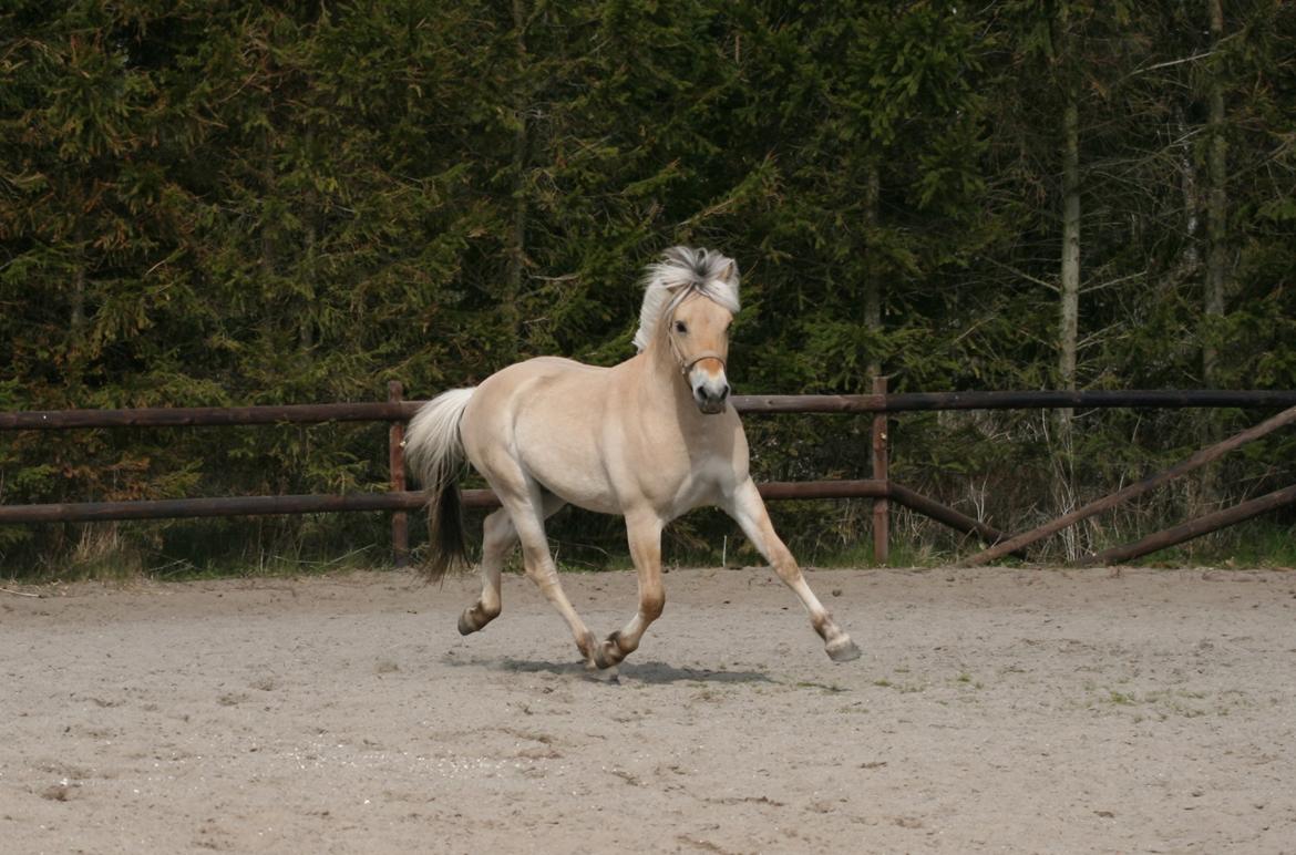 Fjordhest Mosegårdens ivanhoe billede 8