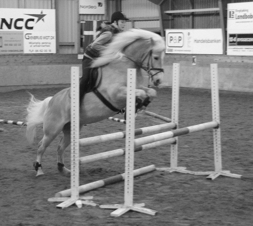 Haflinger Winchest - Til spring undervisning billede 10