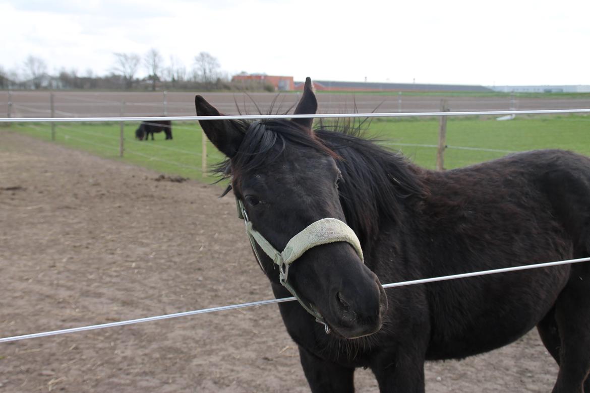 Anden særlig race Vestergaard`s Chanell billede 10