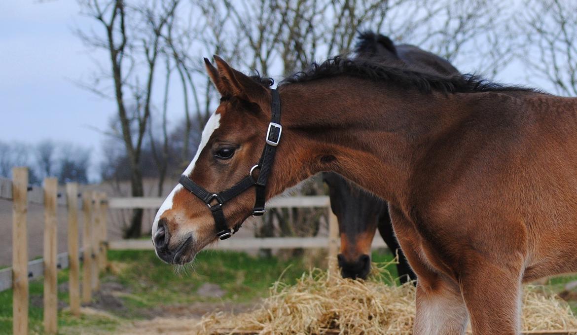 Dansk Varmblod Celina L billede 13
