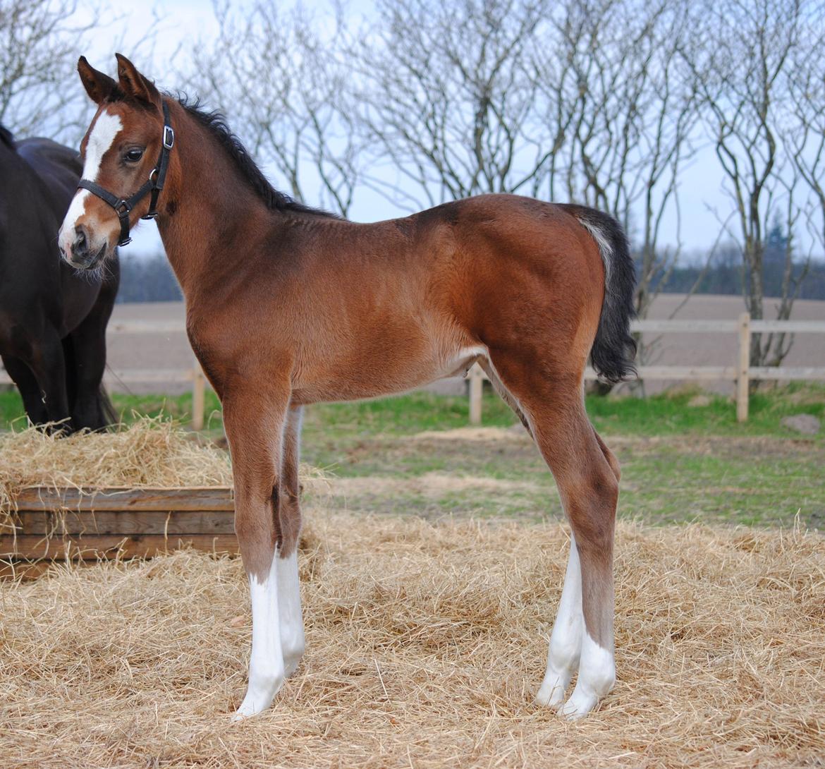 Dansk Varmblod Celina L billede 4