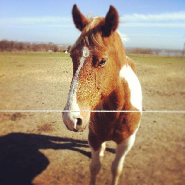 Pinto Claus billede 9