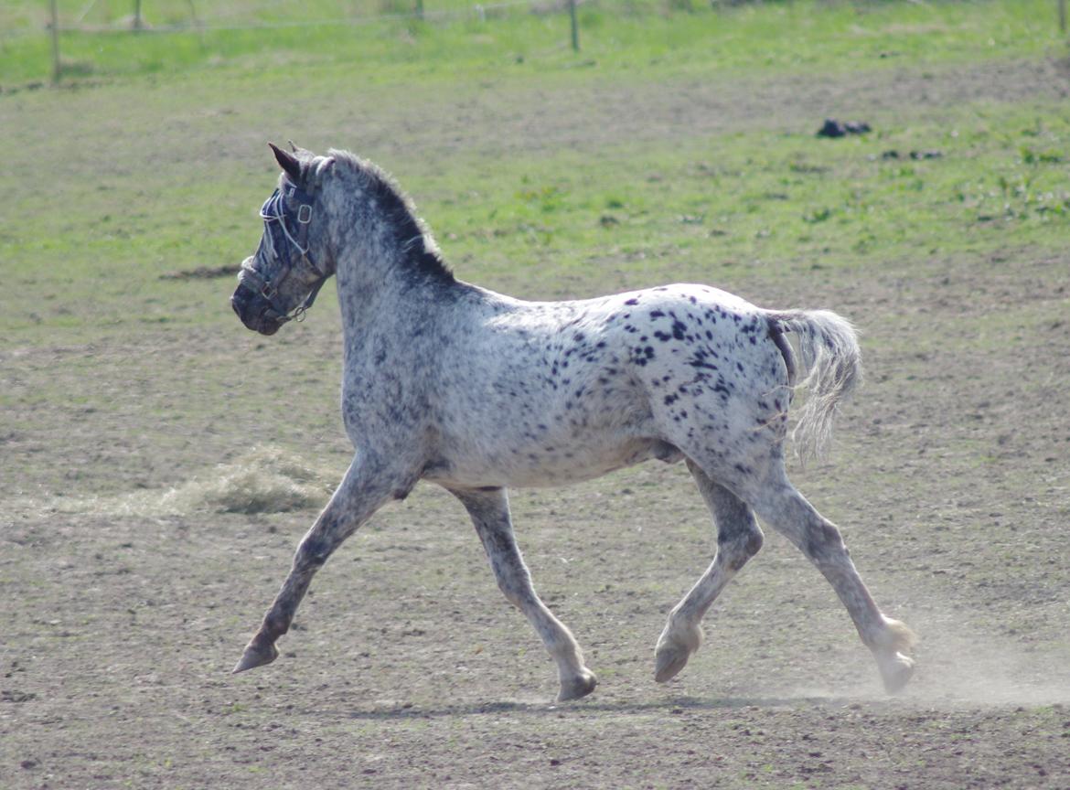 Appaloosa Benno - maj 2013 billede 20