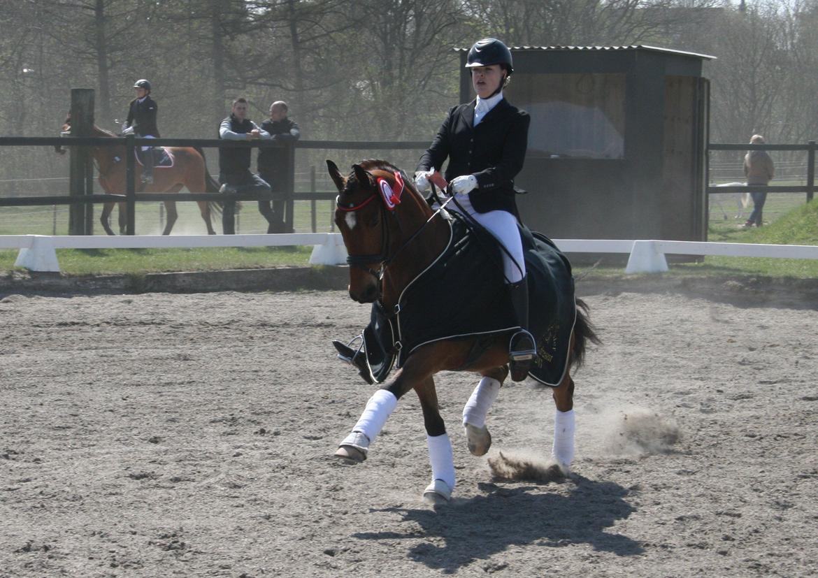 Anden særlig race Bram B-Pony - Distriktmeterskab for hold 1 plads 2013 billede 11