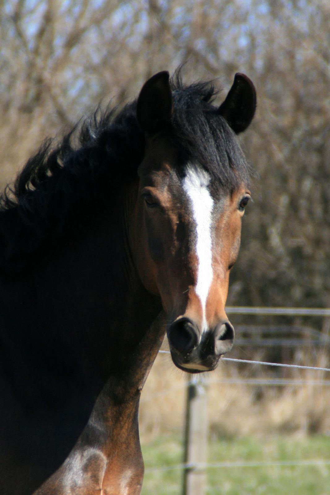 New Forest Jamaj  B-pony billede 10