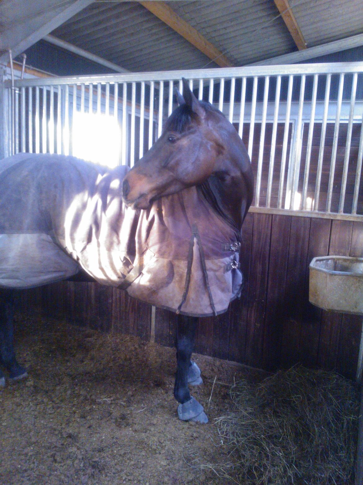 Fuldblod (XX) Staghøjgårds La Rochelle billede 18