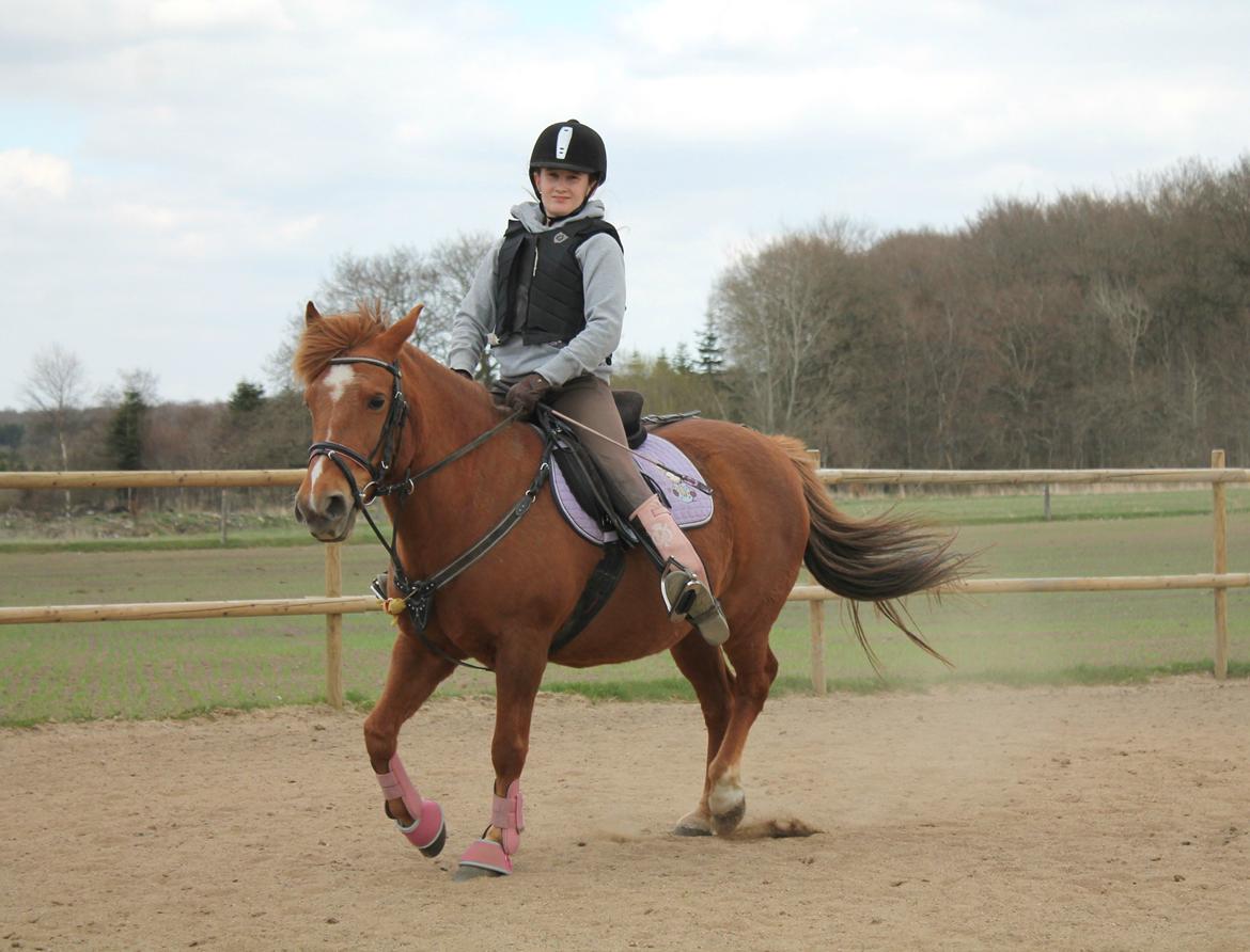 Anden særlig race Fanny billede 13
