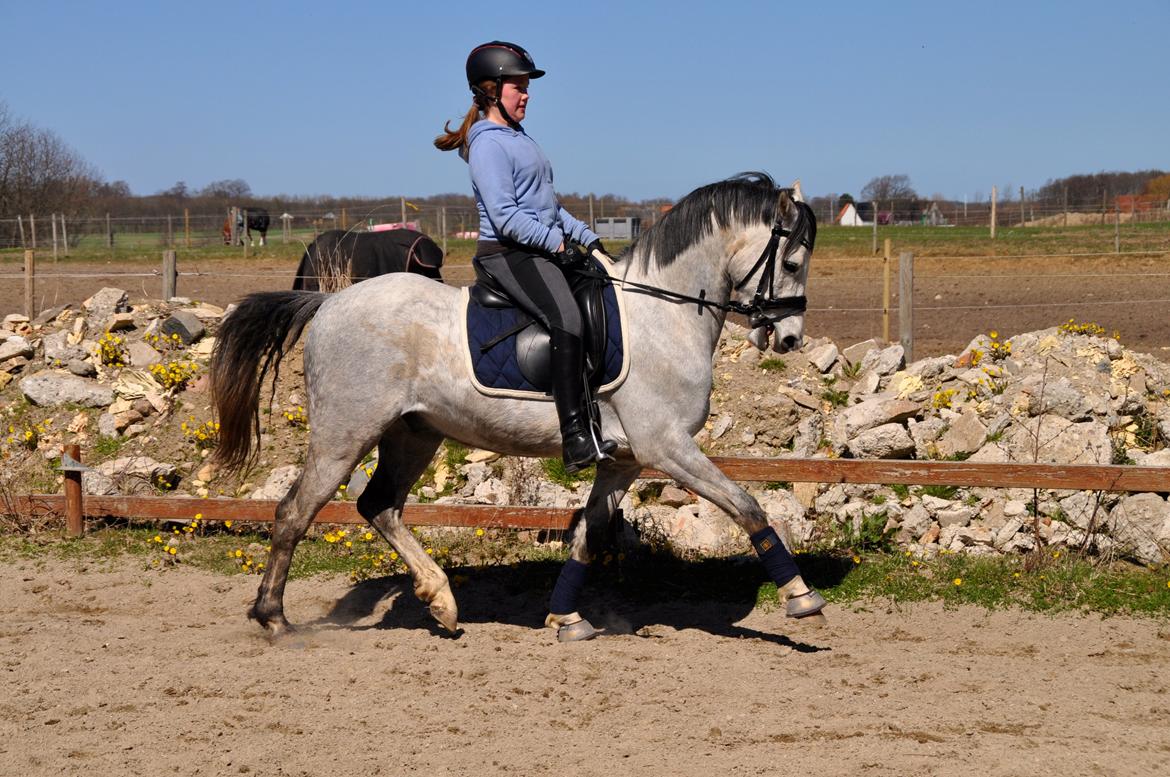 DSP BAKKEGAARDENS TRIPLE PERFECT billede 12