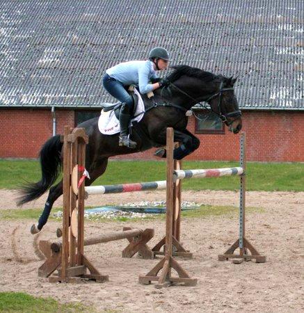 Dansk Varmblod Stærebogårds Ajour - 1.30m billede 2
