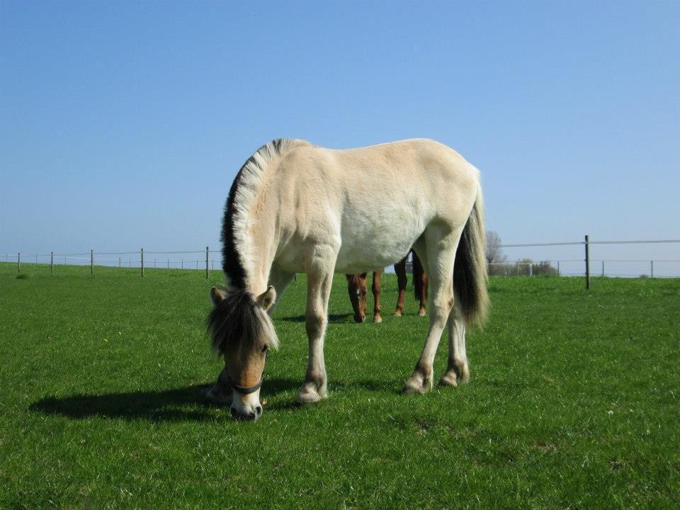 Fjordhest Curious just like me *Smilla* - 05/05-2013 billede 41