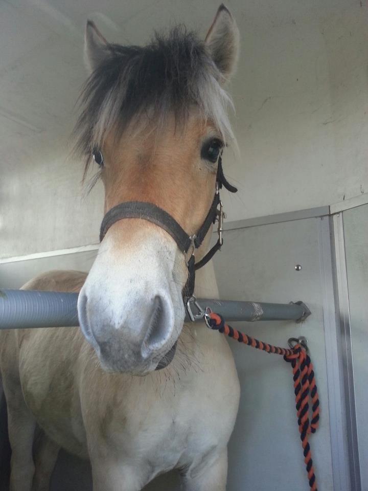 Fjordhest Curious just like me *Smilla* - Smilla da vi købte hjem med hende :) 
d. 04/05-2013 billede 42