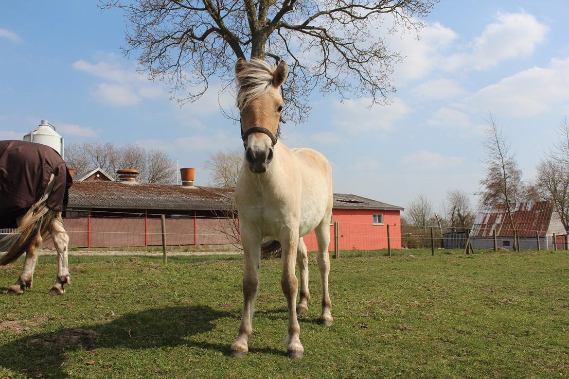 Fjordhest Curious just like me *Smilla* - Blikket der fangede mig :) 
04/05-2013
 billede 44