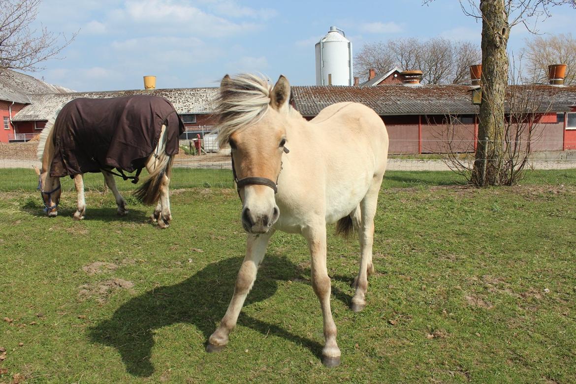 Fjordhest Curious just like me *Smilla* - Hos tidligere ejer :) 
04/05-2013 billede 43