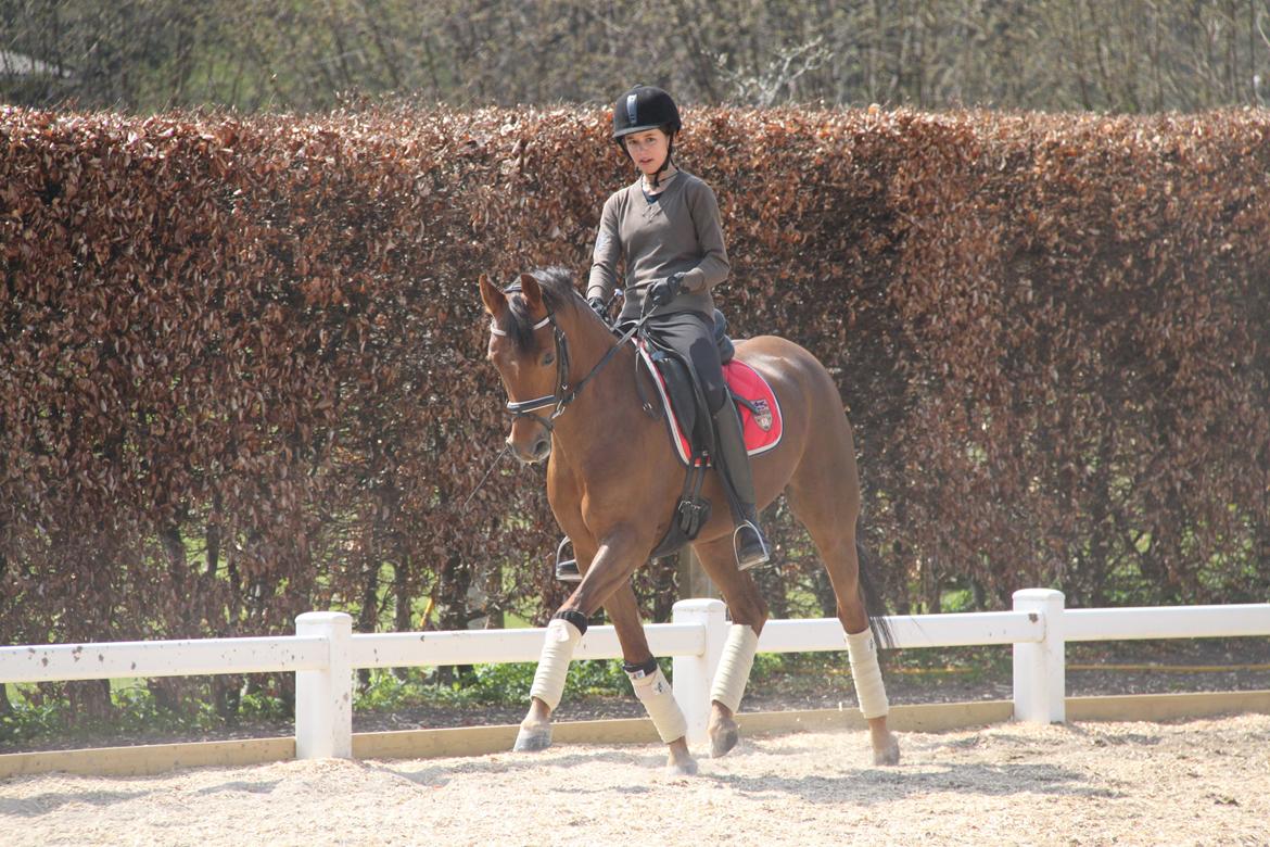 Tysk Sportspony Cascadura B-pony - Træning udendørs!♥:D 5. Maj 2013♥ billede 8