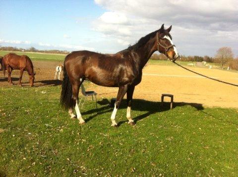 Hollandsk Varmblod cidora - smuk hest :-D billede 2