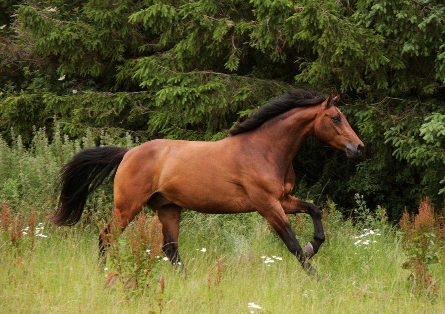 Dansk Varmblod Poulsgård's Empire billede 2