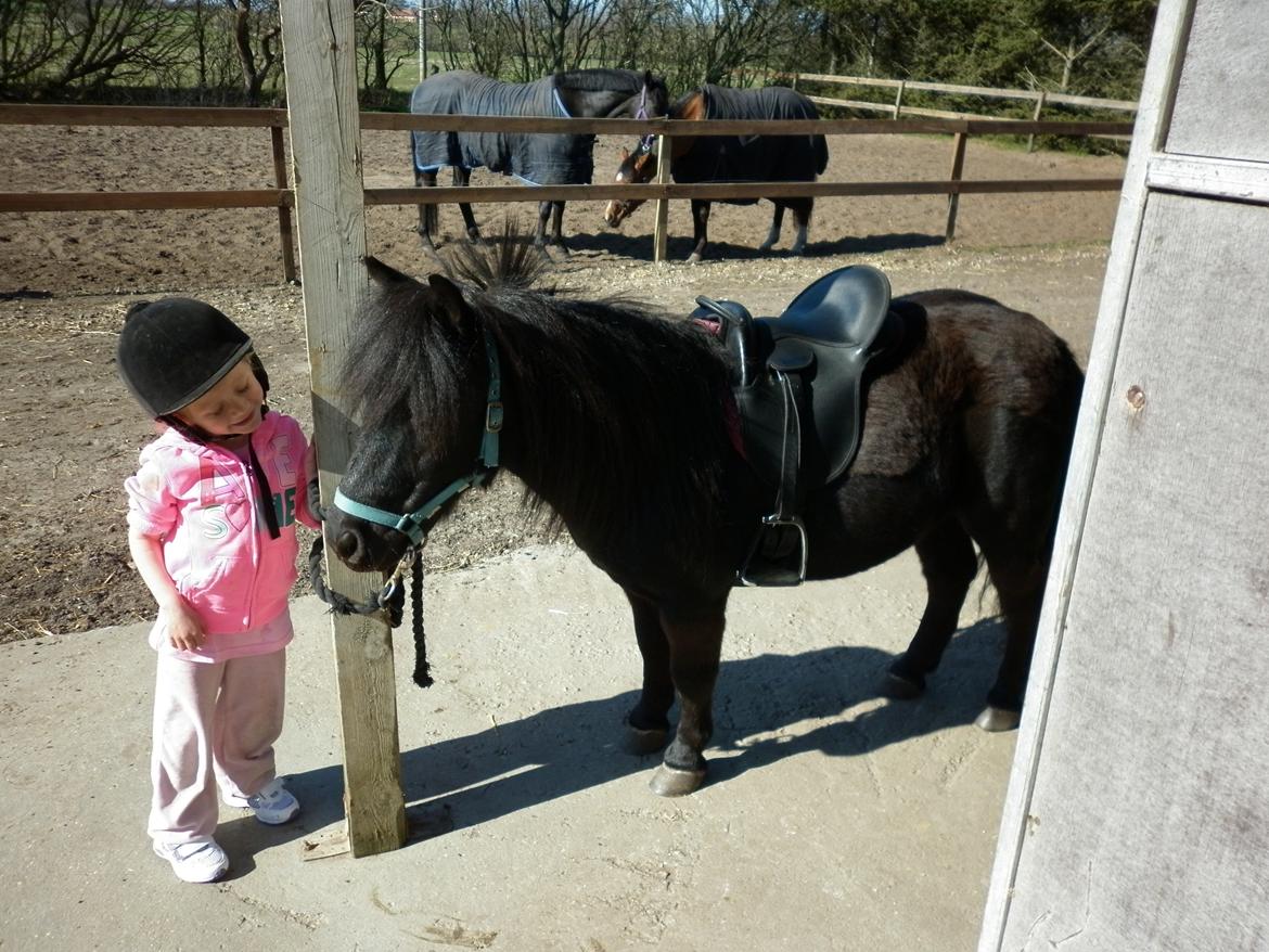 Shetlænder Bumle billede 2