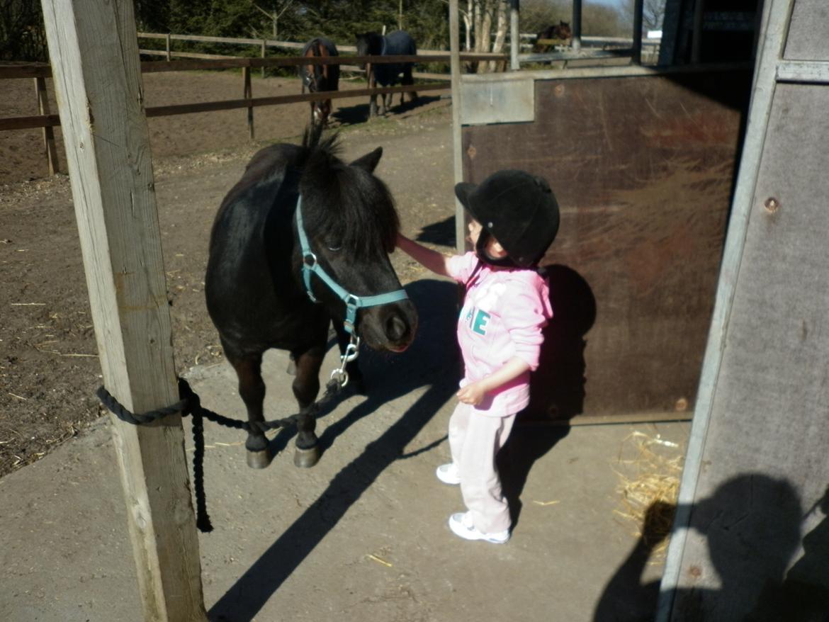 Shetlænder Bumle billede 3