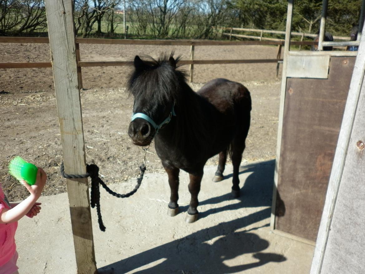 Shetlænder Bumle billede 4