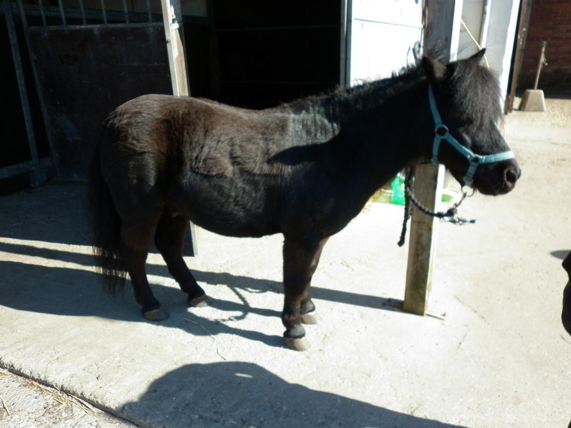 Shetlænder Bumle billede 5