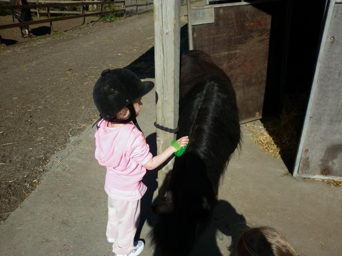 Shetlænder Bumle billede 6