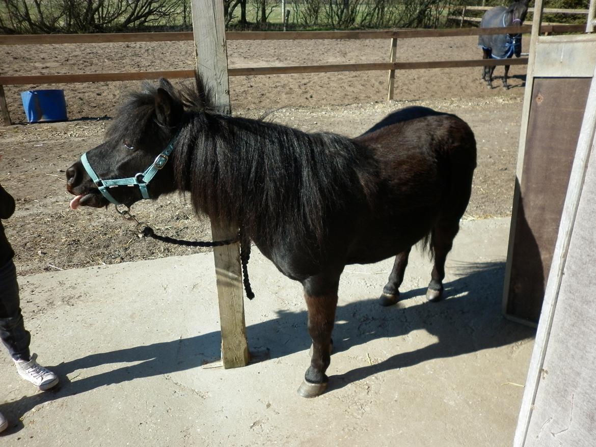 Shetlænder Bumle billede 7