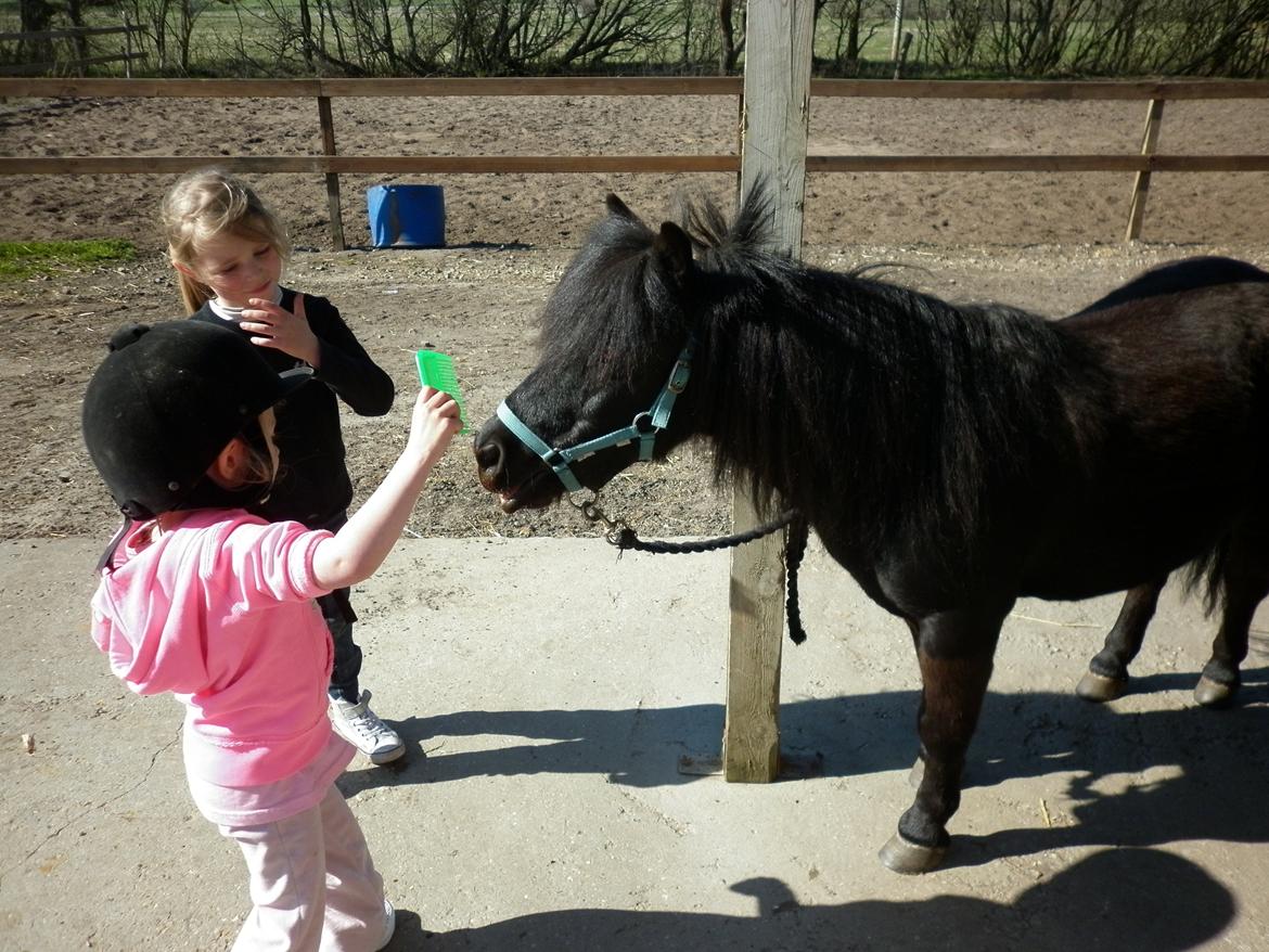 Shetlænder Bumle billede 9