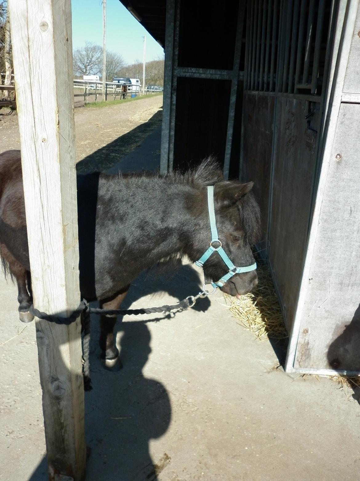 Shetlænder Bumle billede 11