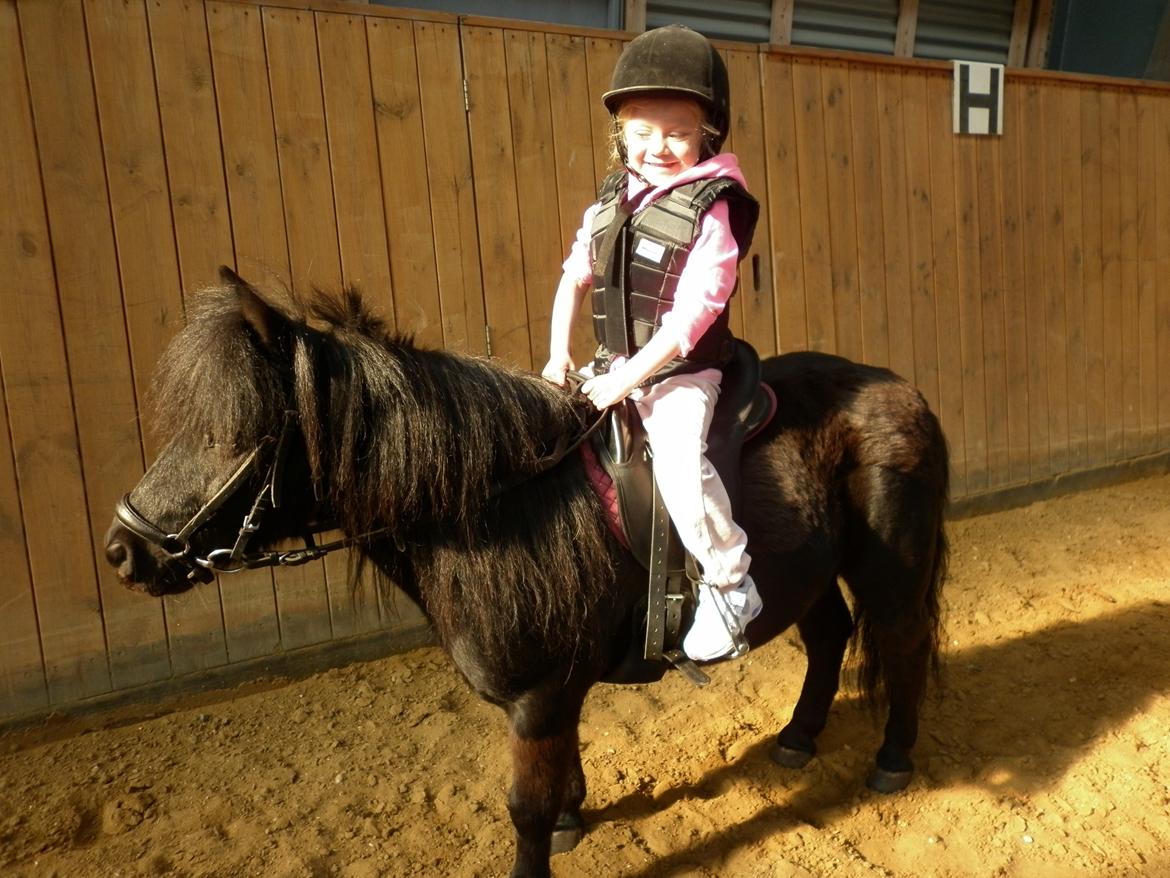 Shetlænder Bumle billede 14