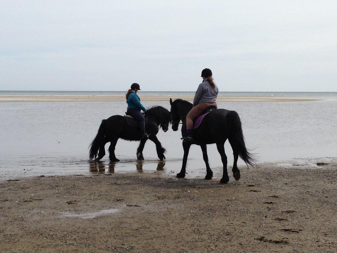 Irish Cob Himmelhest  Zafir - Zafir og Viktoria på stranden billede 14