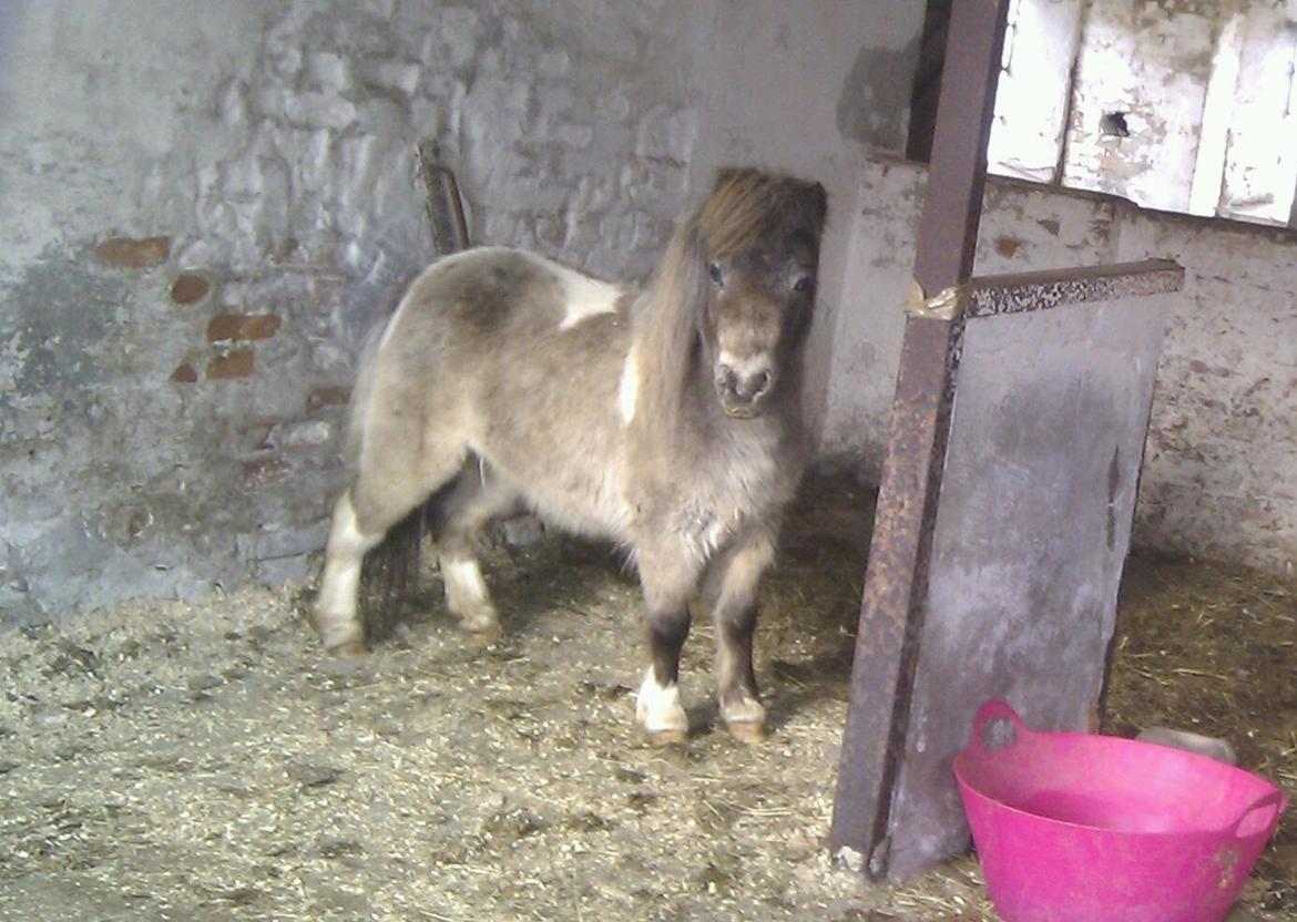 Miniature Bavaria Zuckerpuppe- Sukkertop - 1. SUKKERTOP! billede 1