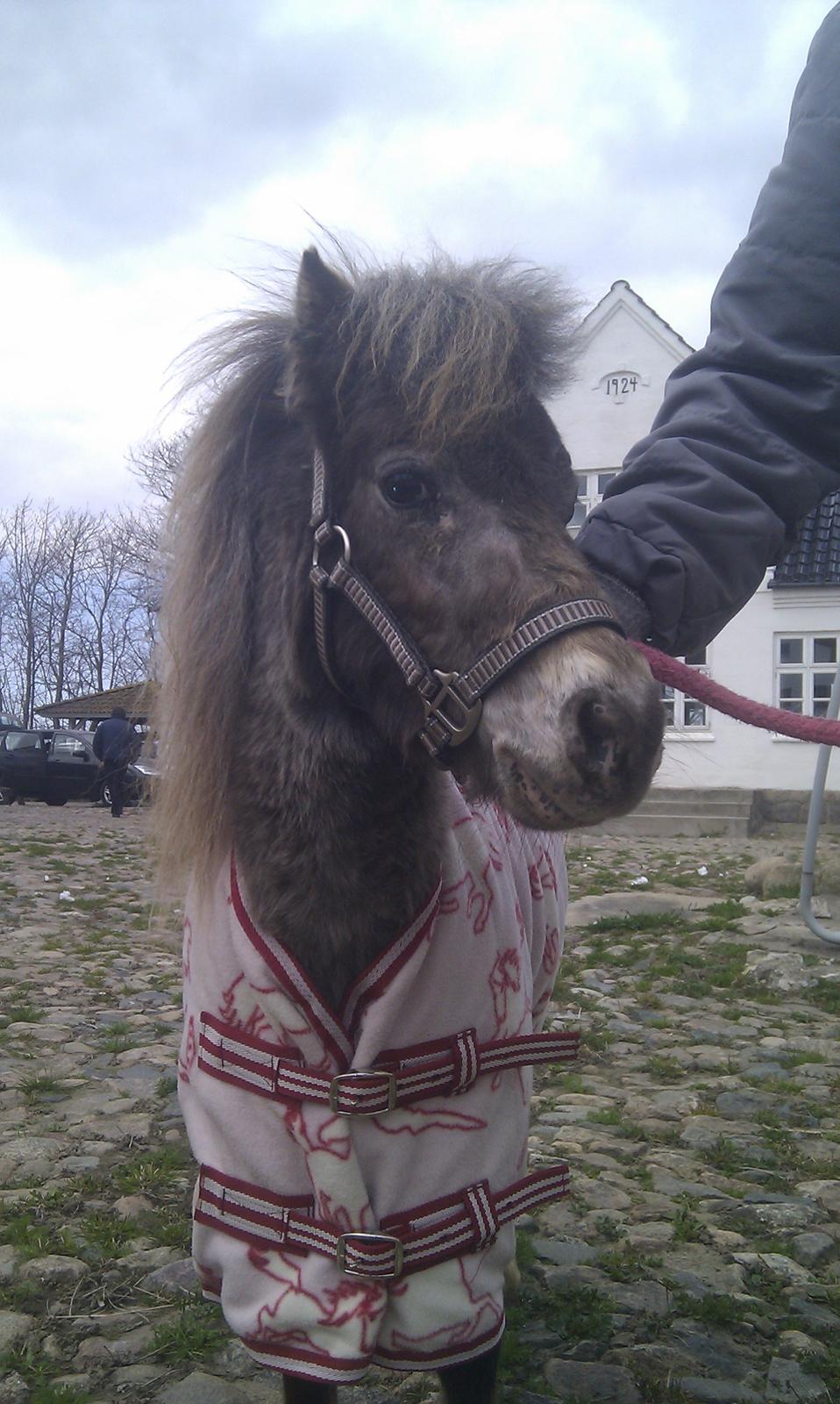 Miniature Bavaria Zuckerpuppe- Sukkertop - 2. Sukkertops smukke ansigt. billede 2