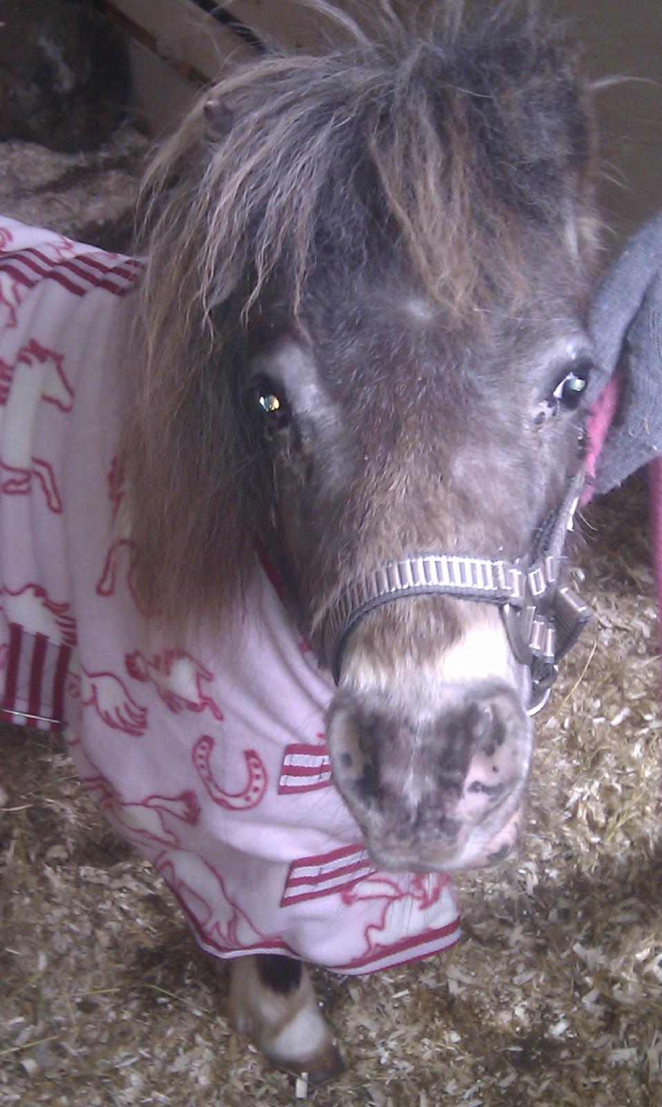 Miniature Bavaria Zuckerpuppe- Sukkertop - 3. Endnu et billede af hendes ansigt. billede 3