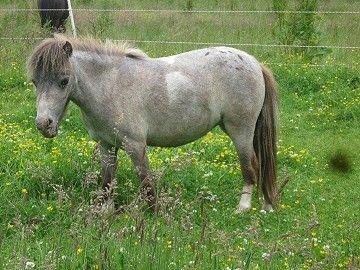 Miniature Bavaria Zuckerpuppe- Sukkertop - 8. Et billede mere af Sukkertop i somerpels. Billedet er taget fra avlers hjemmeside. billede 8