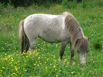 Miniature Bavaria Zuckerpuppe- Sukkertop - 7. Billede af Sukkertop i sommerpels. Billedet er fra avlers hjemmeside. billede 7