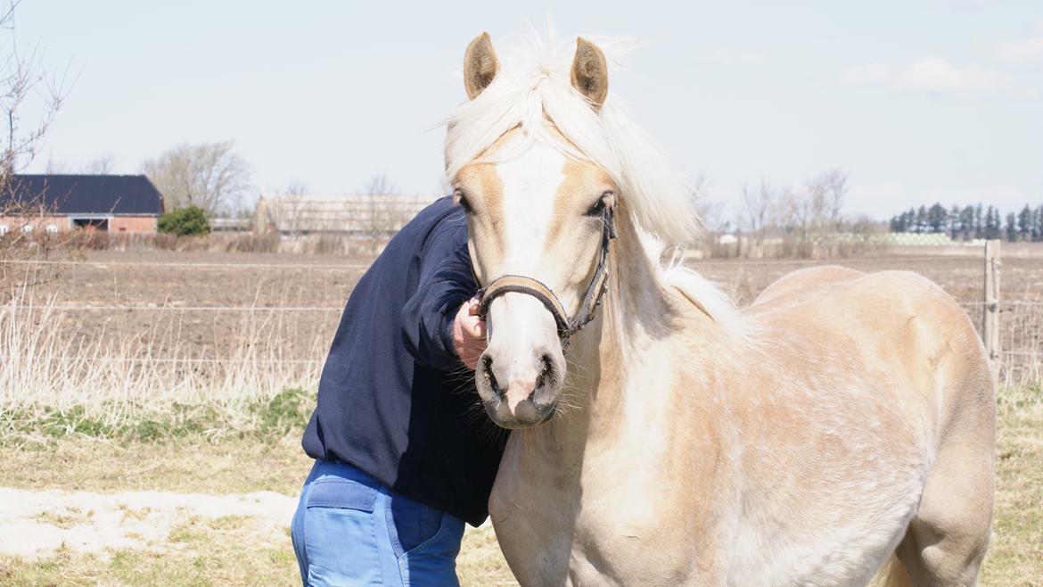 Haflinger Askmon Nordan - Askmon på sommergræs hos mine forældre. Sommer 2013 billede 20
