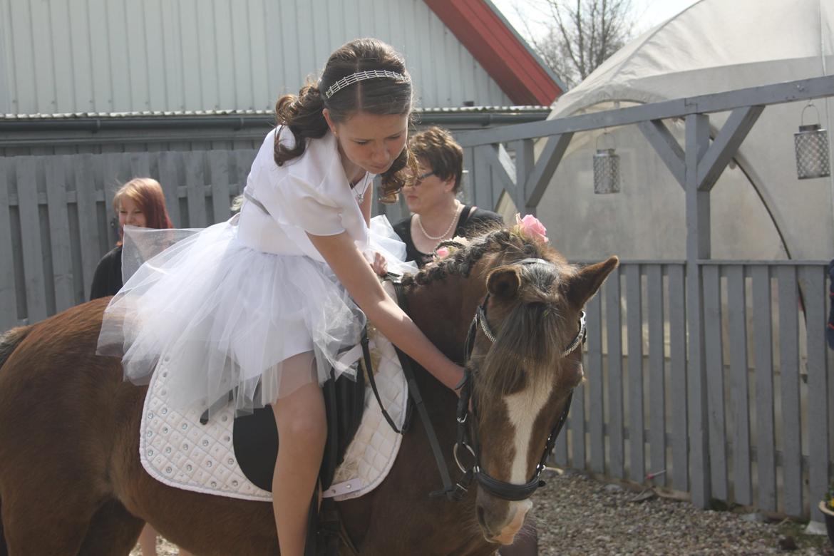 Welsh Pony (sec B) Stendyssens Sunshine - Love <3 billede 15