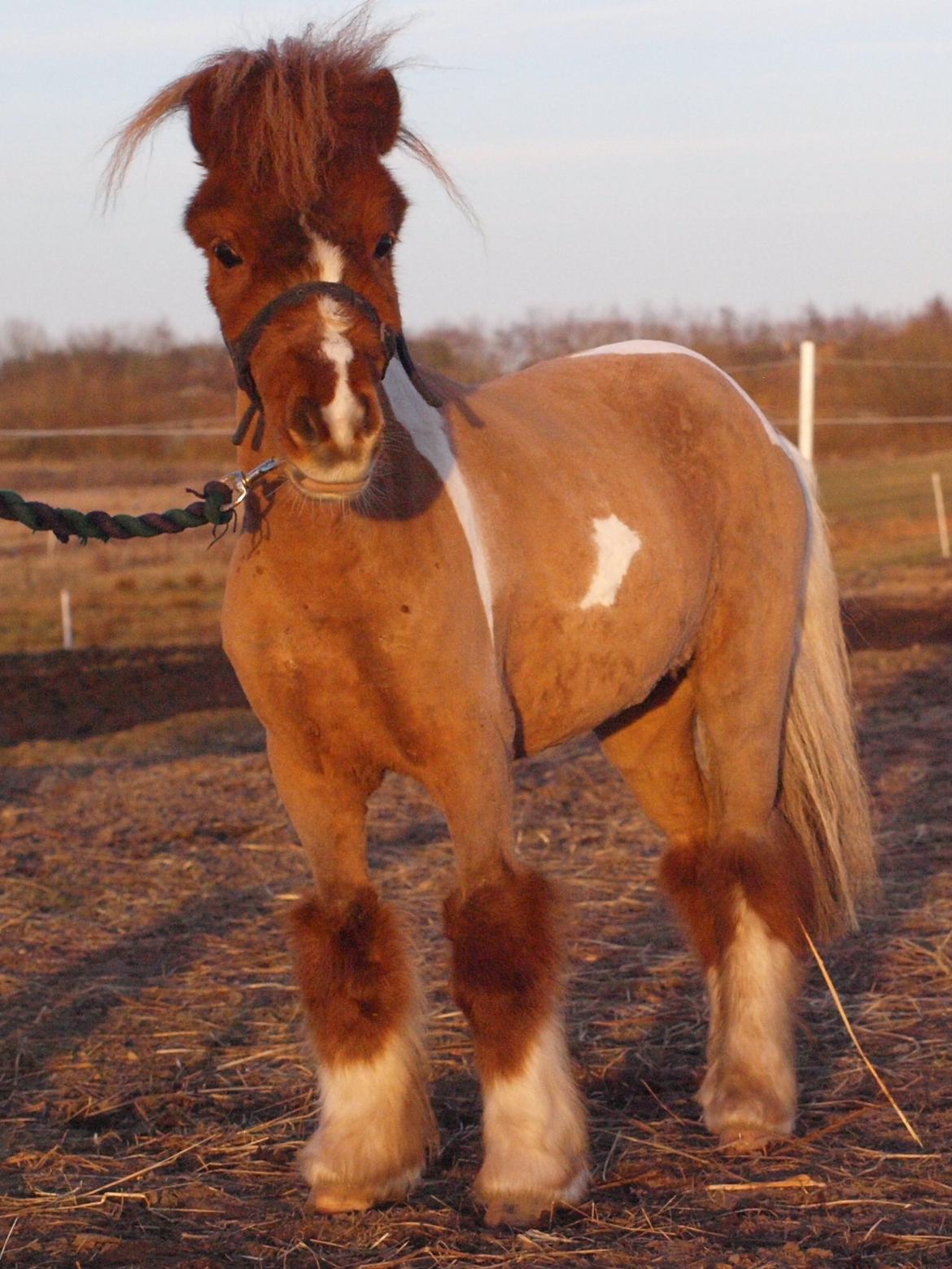 Miniature Fenja billede 1