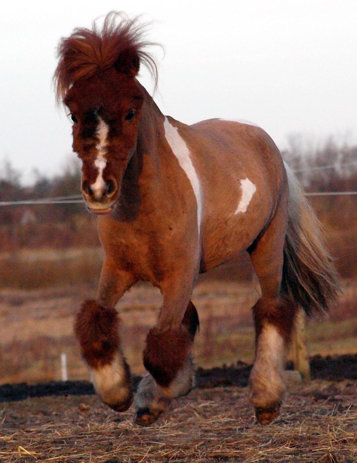 Miniature Fenja billede 2