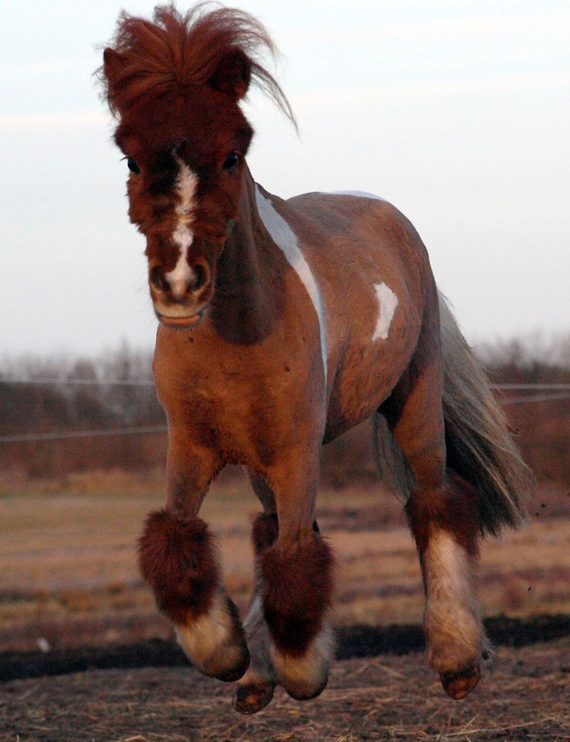 Miniature Fenja billede 3