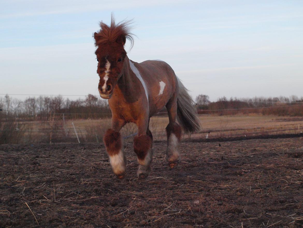 Miniature Fenja billede 4