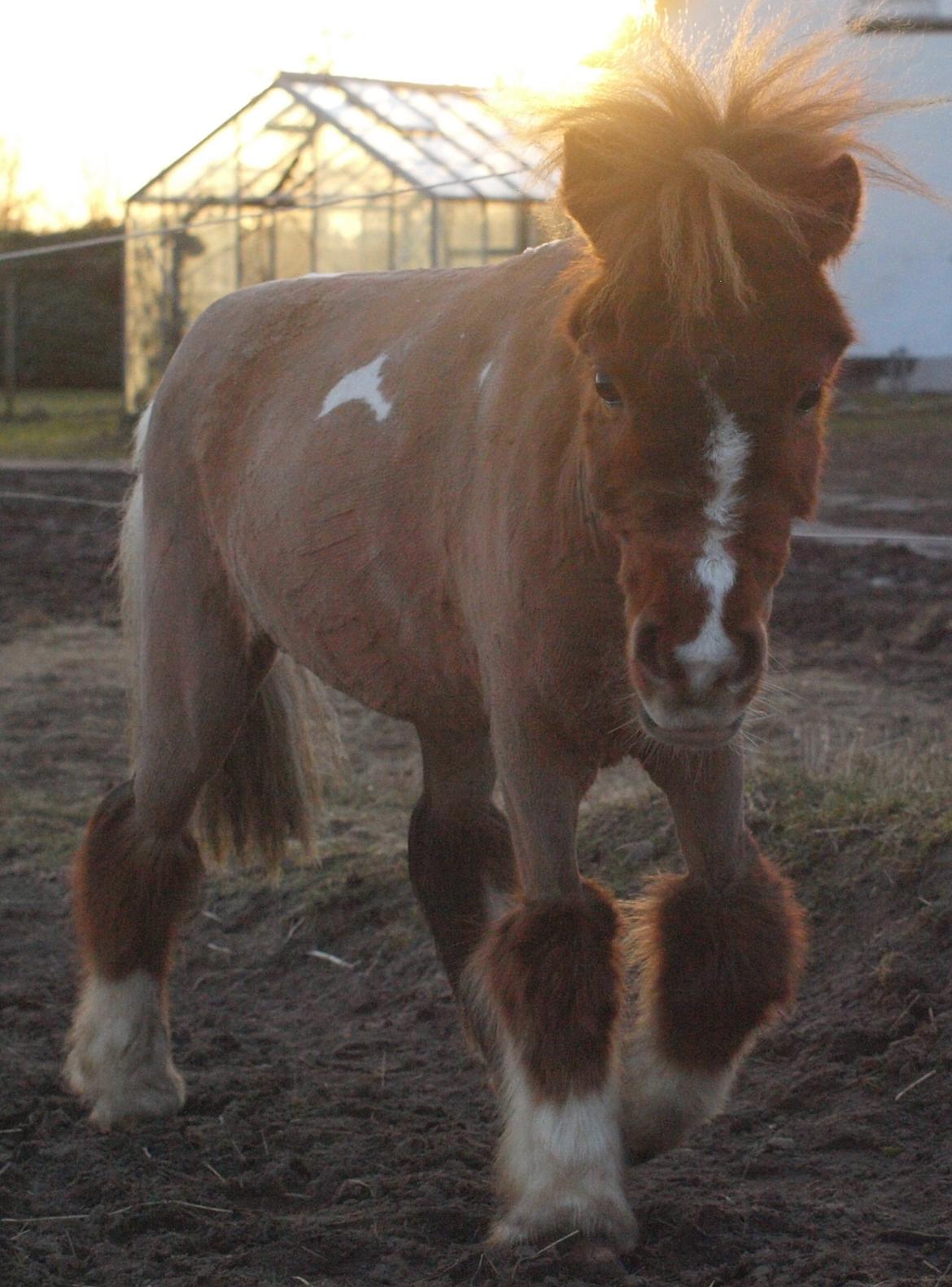 Miniature Fenja billede 5