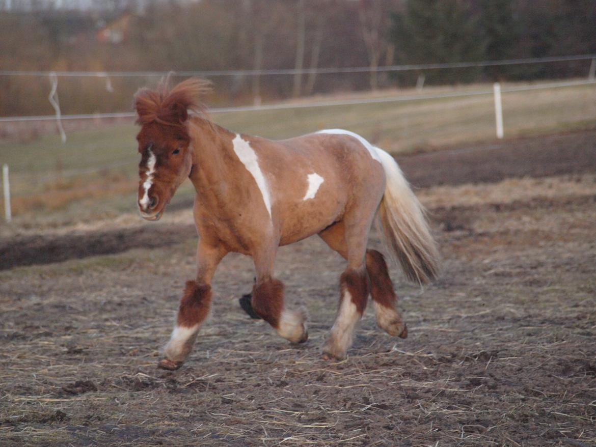 Miniature Fenja billede 6