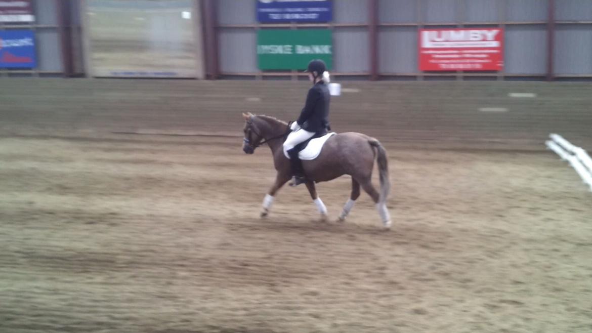 Dartmoor Skovbrynets Bastjan billede 19