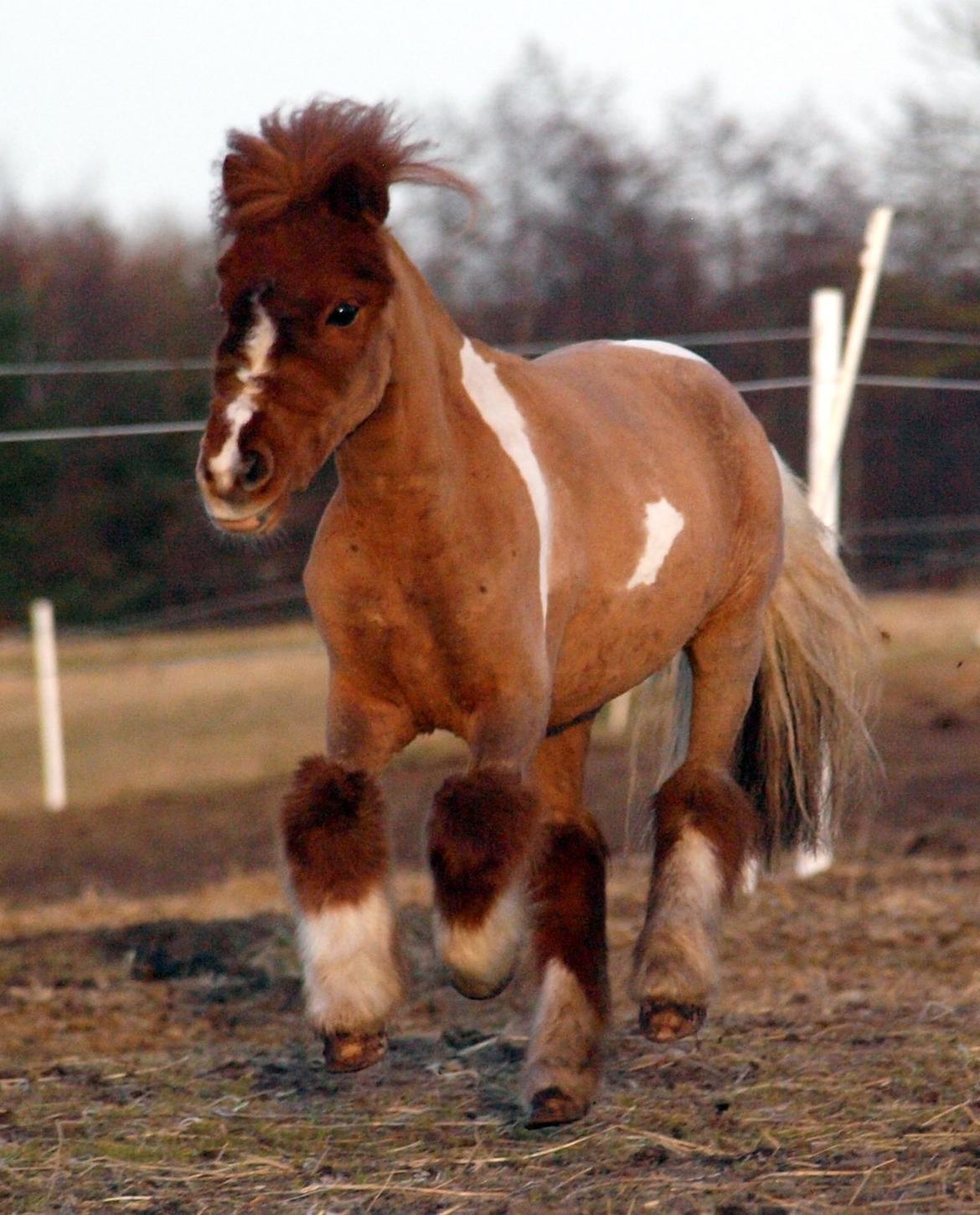 Miniature Fenja billede 7