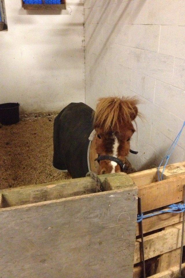 Miniature Fenja billede 9