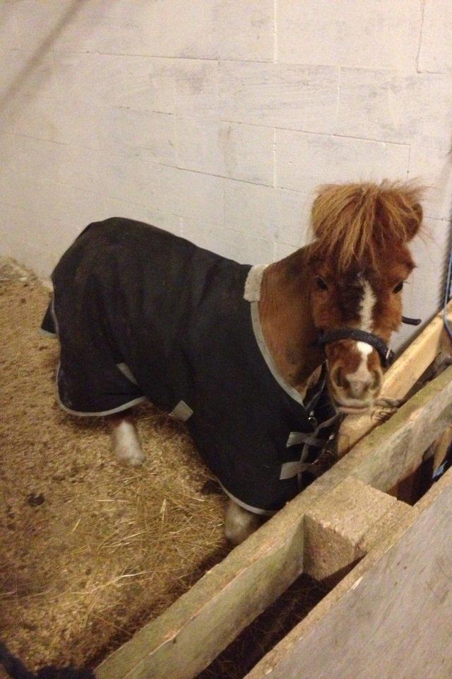 Miniature Fenja billede 10