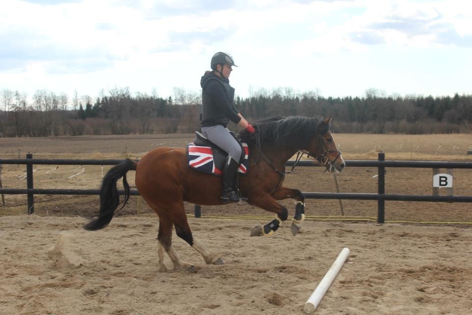 Welsh Pony af Cob-type (sec C) Gribsvads Lady Mary billede 5