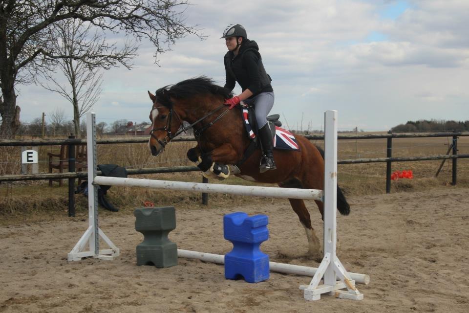 Welsh Pony af Cob-type (sec C) Gribsvads Lady Mary billede 8